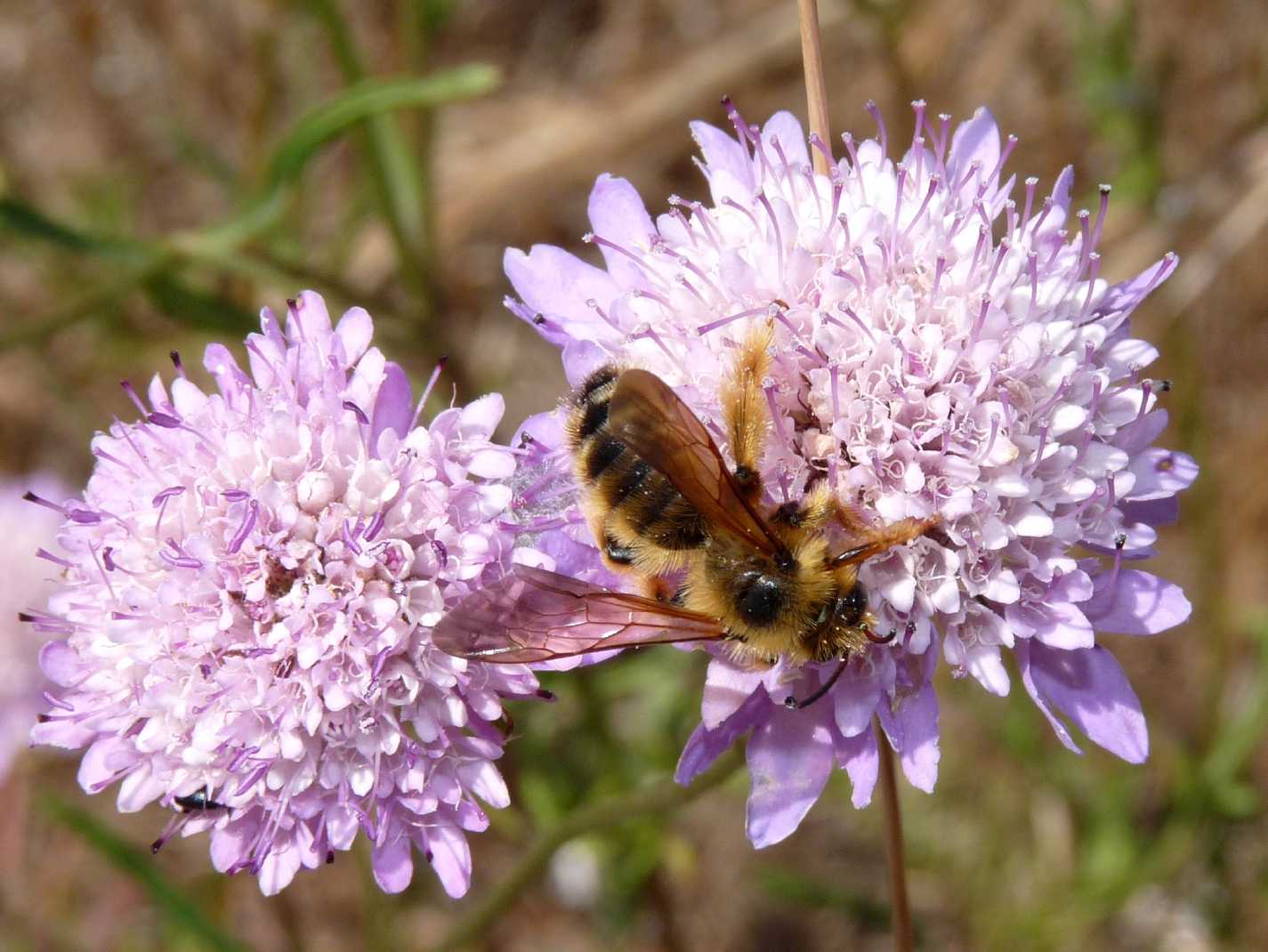 Pianta come punto di ritrovo di Dasypoda sp. (Apidae Melittinae)